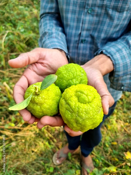 Fototapeta Farmer with fresh lemons harvest (Pahadi Lemon) in hand