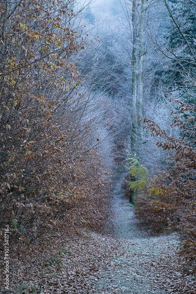 Obraz Forest at the turn of autumn and winter