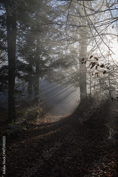 Obraz Forest at the turn of autumn and winter