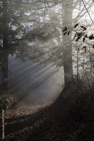 Obraz Forest at the turn of autumn and winter