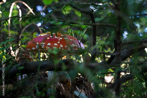 Obraz The last autumn forest mushrooms