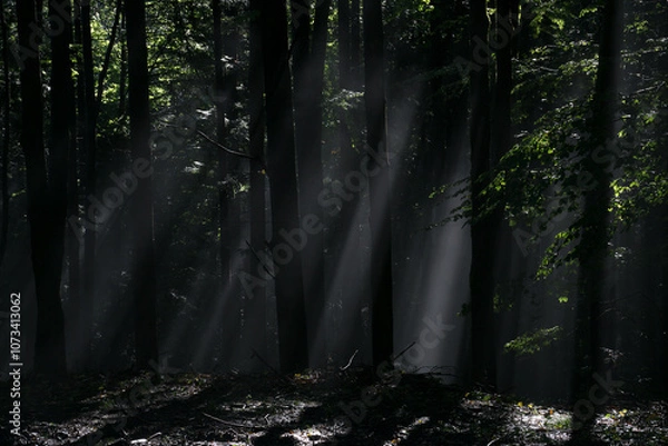 Obraz The sun shining through the trees in the forest