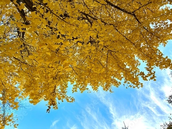 Obraz Under the yellow ginkgo tree