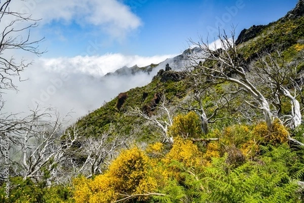 Fototapeta Dried trees close to Pico Ruivo peak in Madeira