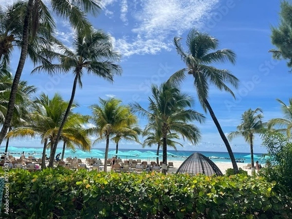 Obraz palm trees on the beach with blue sky Barbados