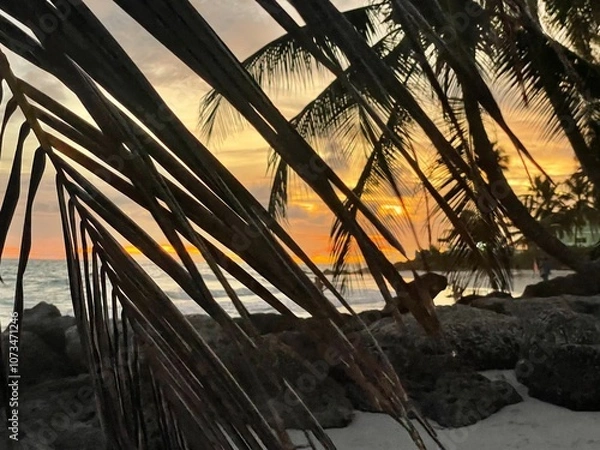 Obraz looking through the palm tree branches at stunning sunset