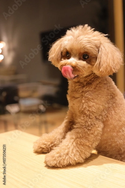 Fototapeta 舌なめずりをするトイ・プードル