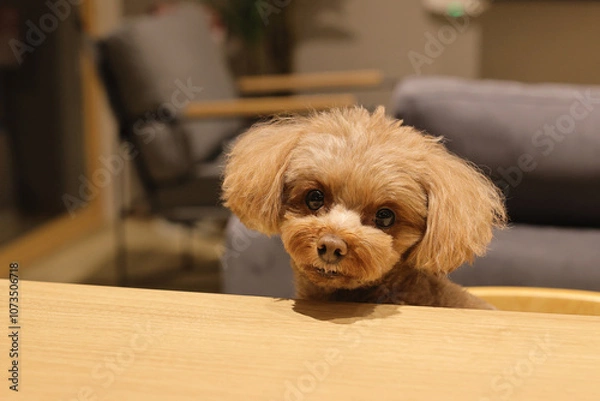 Fototapeta テーブルでごはんを待っているトイ・プードル