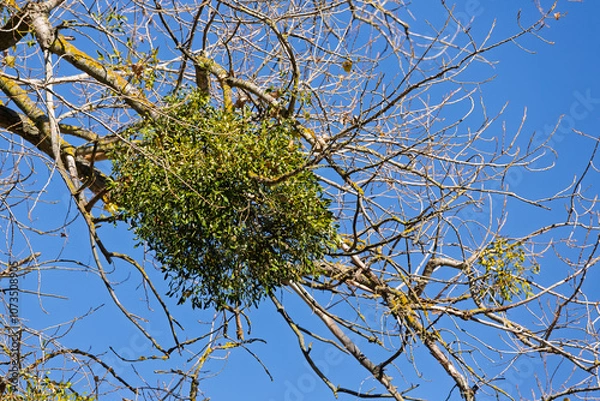 Fototapeta Close-up of mistletoe Viscum growing on a tree branch, showing its green leaves and berries in its natural environment