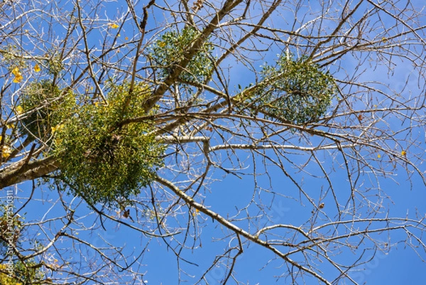 Fototapeta Enlarged image of a white mistletoe Viscum attached to a tree branch, with lush green leaves and characteristic clusters of berries.