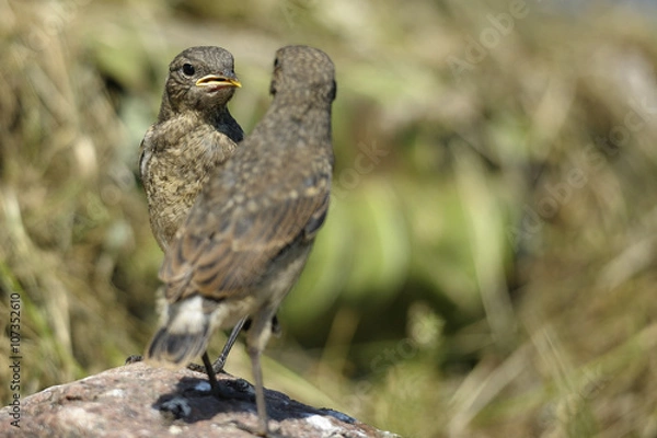 Obraz 2 birds Oenanthe - as reflection in a mirror