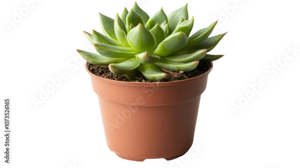 Fototapeta Cactus in a pot transparent background