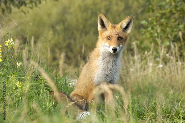 Obraz red fox after a lunch