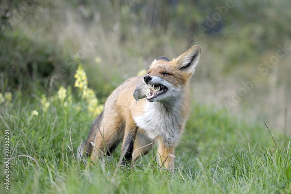 Obraz red fox with fish