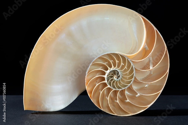 Obraz Nautilus shell, perfect golden section on black, clipping path