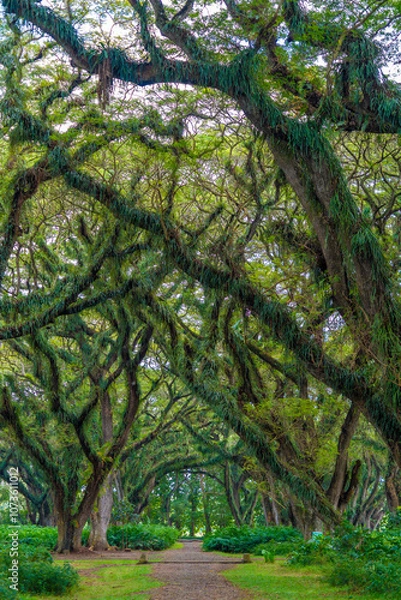 Obraz Green canopy in ancient tropical forest Giant Trembesi (Albizia saman -Rain Tree), giant trees with huge trunks and branches at Jawatan Benculuk Banyuwangi. Travel destination in East Java, Indonesia.