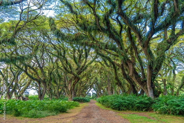 Obraz Green canopy in ancient tropical forest Giant Trembesi (Albizia saman -Rain Tree), giant trees with huge trunks and branches at Jawatan Benculuk Banyuwangi. Travel destination in East Java, Indonesia.