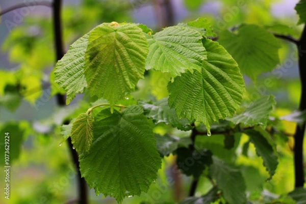 Fototapeta Leaves of hazelnut tree with raindrops on them
