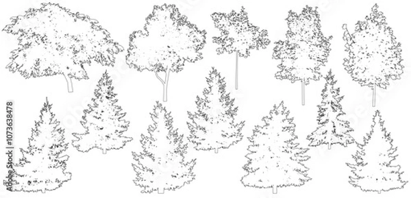 Fototapeta Contour of beautiful spruce trees, maple, walnut and etc., set.  Vector illustration