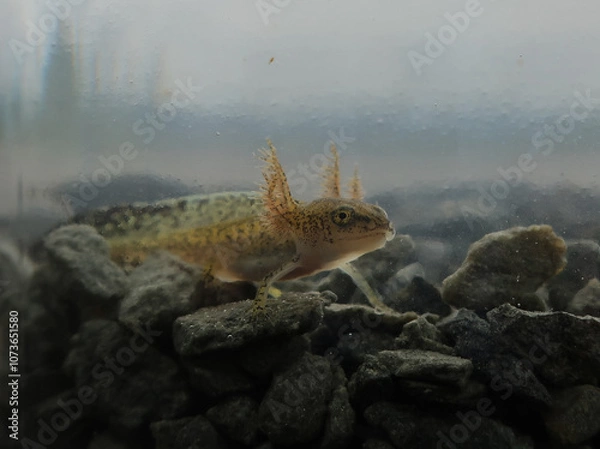 Obraz Bergmolch Larve