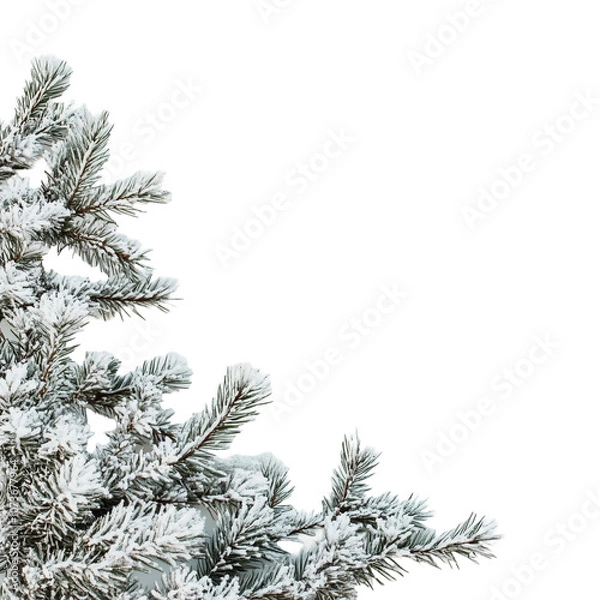 Obraz snow covered branches