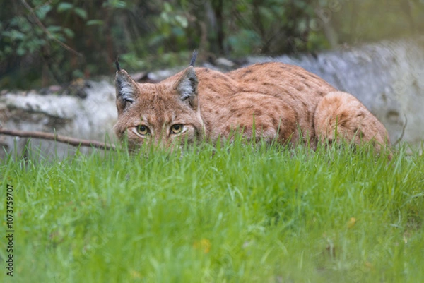 Fototapeta Un lynx boréal à l'affût le regard bas