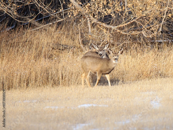 Obraz deer in the woods