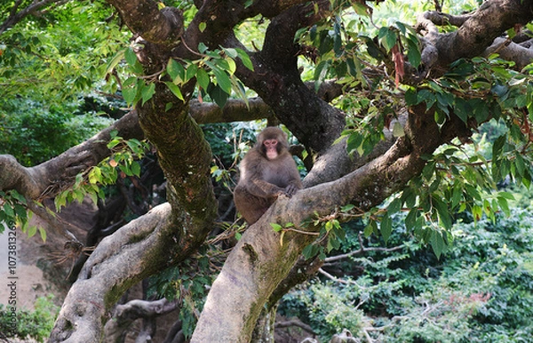 Obraz Japanese Monkey