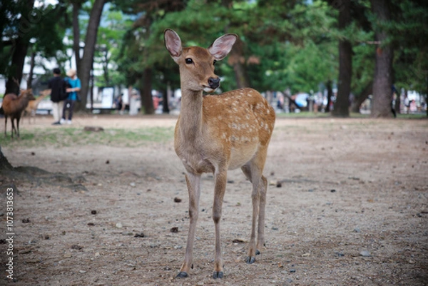 Obraz Deer at the park