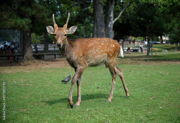 Obraz Deer at the park