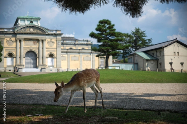 Obraz Deer at the park