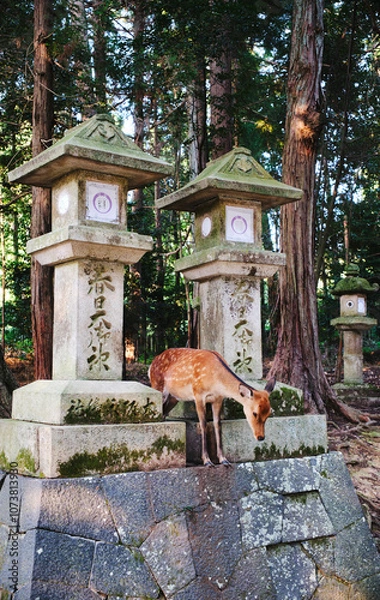 Obraz Deer at the park