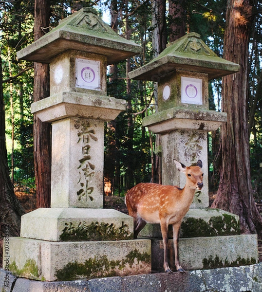 Obraz Deer at the park