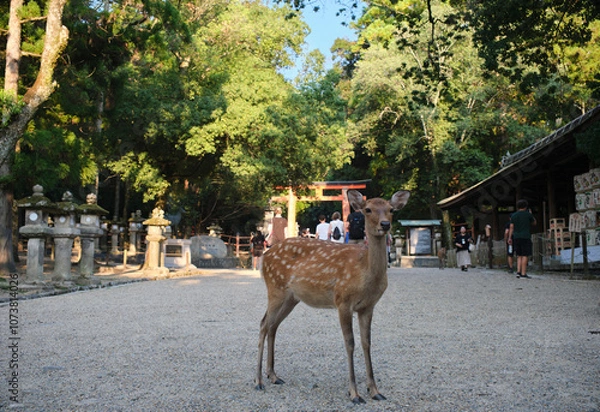 Obraz Deer at the park