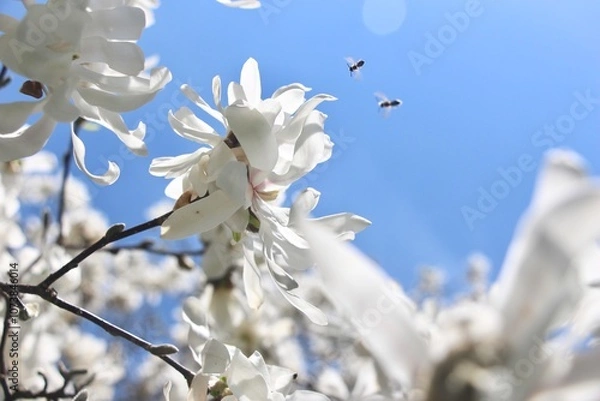 Obraz Bees approaching a white flower