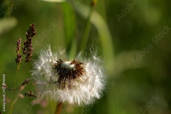 Obraz Dandelion blowing in the wind