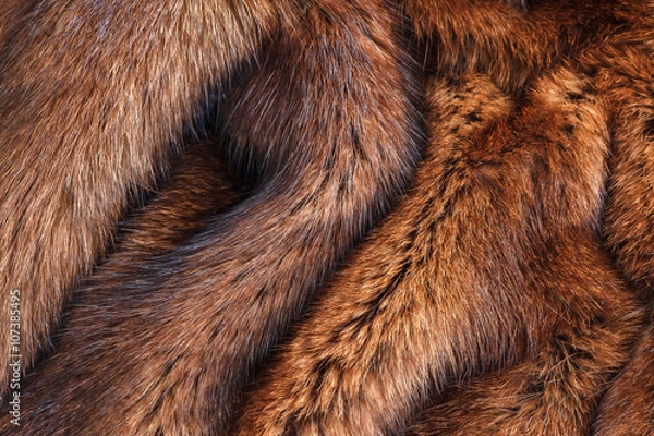 Obraz natural fur closeup