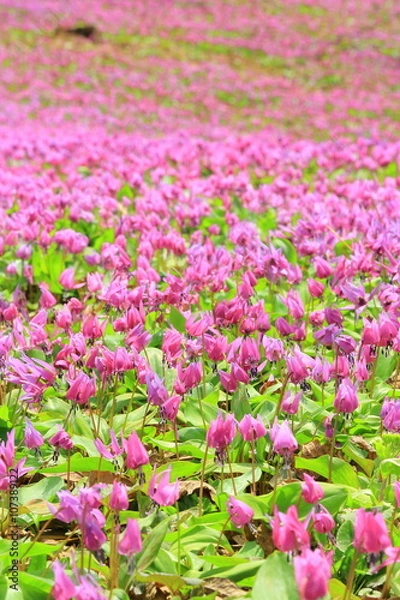 Fototapeta カタクリ