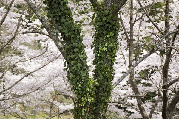Obraz 桜の木と蔦