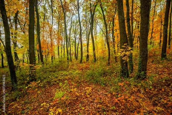 Fototapeta Fall landscape in the forest at morning,golden and orange colors .Beautiful autumn landscape in the woodlands, landscape with trees and leaves.Orange leaves,beautiful maple trees.Ukraine forest