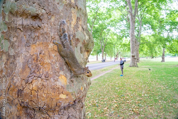 Fototapeta squirrel in tree in public park next to humans in hyden park in london.