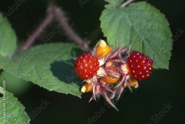 Fototapeta vivid red raspberries with green leaves in soft shaded sunlight