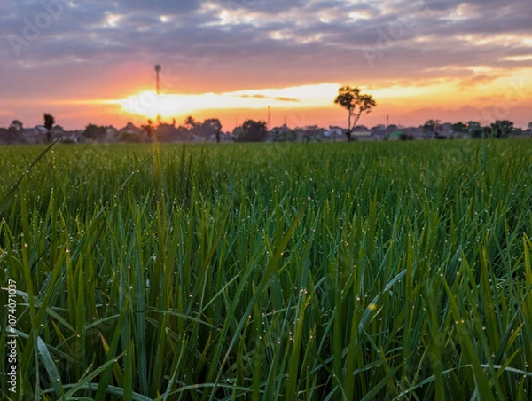 Fototapeta Beautiful green rice fields wit dew water in spring morning with blue sky and yellow sunrise, wide angle view of rice paddy fields in indonesia.