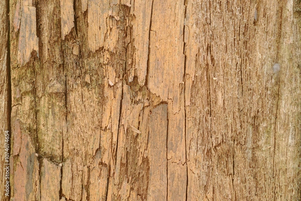 Fototapeta Texture or background of light colored natural wood texture, The surface of the tree trunk is thick with bark cracks. Wall of building.