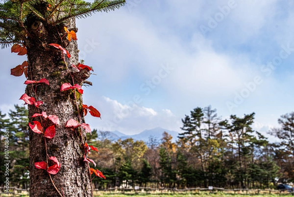Fototapeta 紅葉するツタウルシと秋景色
