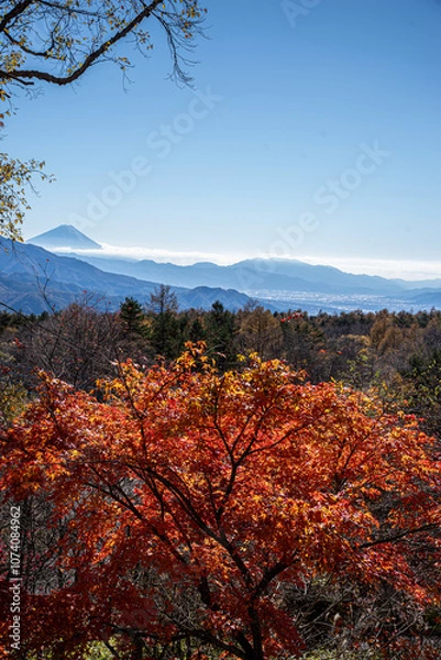 Fototapeta 山梨県清里高原天女山から望む初冠雪の富士山と紅葉