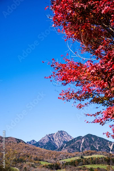 Fototapeta 山梨県清里高原「まきば公園」から望む八ヶ岳と赤く染まったもみじ