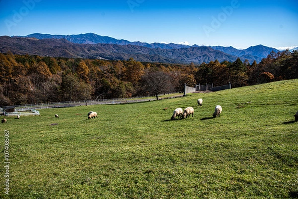 Fototapeta 山梨県清里高原「まきば公園」の羊牧場