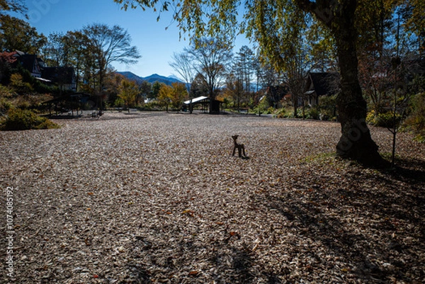 Fototapeta 山梨県清里にある「萌木の村」のひろばの秋景色