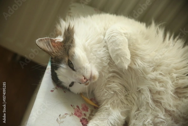 Fototapeta pretty cat on a table